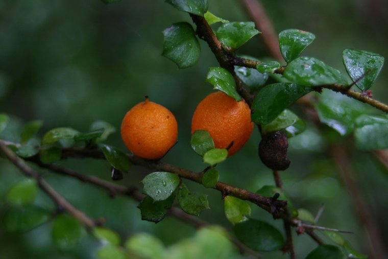 معرفی و راهنمای پرورش درختان میوه - پرتقال خاردار